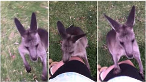 Cucciolo di canguro chiede attenzione da parte degli umani