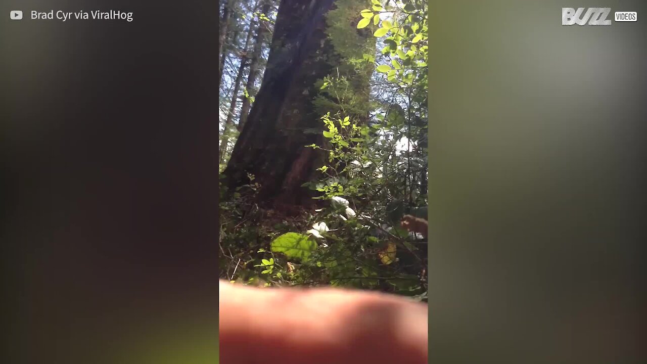 La chute d'un arbre fait bondir ce bûcheron