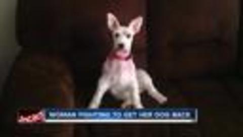 Davenport pet owner fights to get dog back after losing it