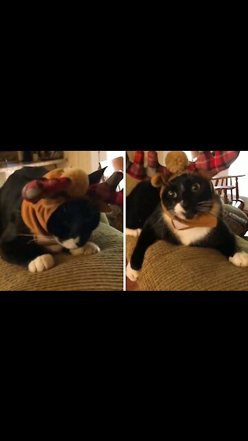 Cat dressed as a very cute jungle deer