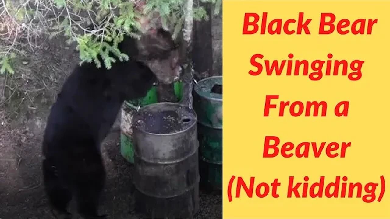 Black bear swinging from a beaver #shorts