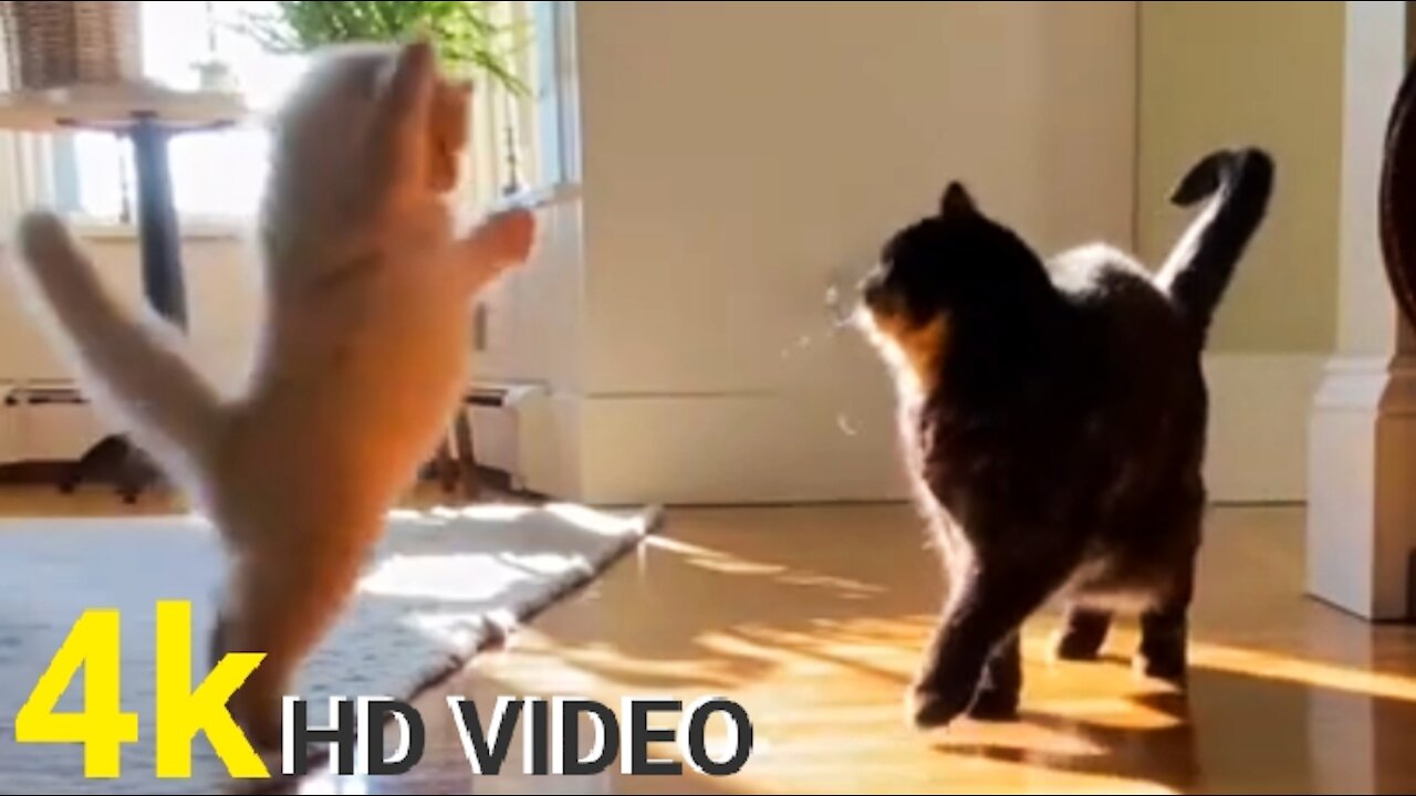 Top funny to cat short video play 4k HD