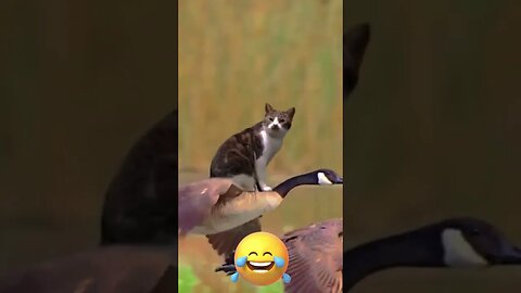 cute cat flying #shorts