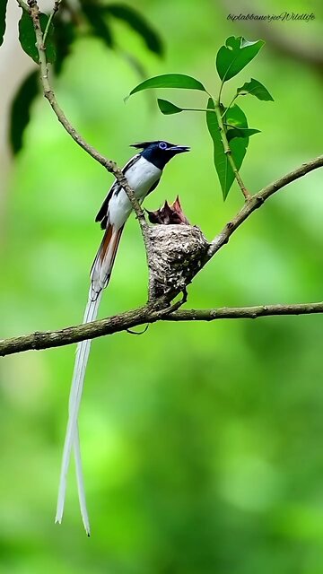 Captivating footage reveals the remarkable ways a mother nurtures her children.🪶