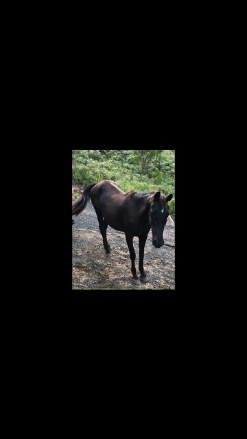 My Nervous Little Penny - our elderly stock horse, and our little cutie