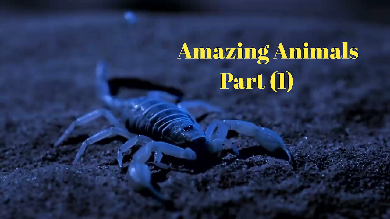 Amazing Animals part (1) scorpion 🦂