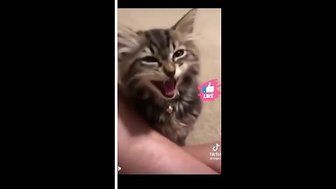 funny cats.#funny clips