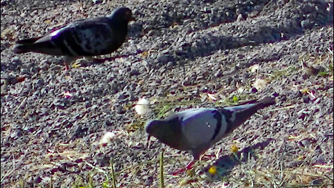 IECV NV #434 - 👀 Pigeons, Rock Doves Out Looking For Food🐤 7-19-2017