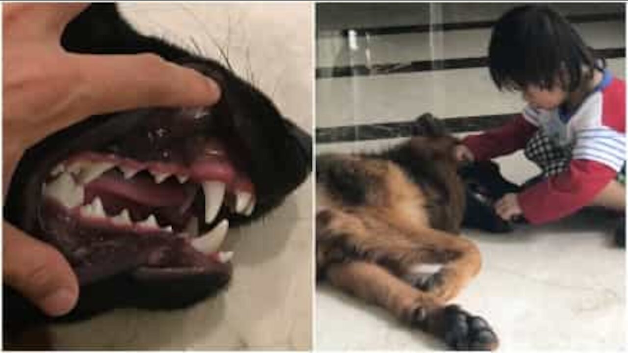 Piccolo dentista cura la dentatura del suo cane