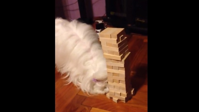 Maltese plays Jenga, successfully removes block