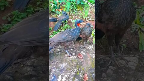 Jacu e seus filhotes em cima da pedra