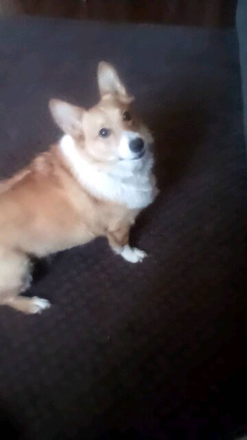 Exercise with a corgi