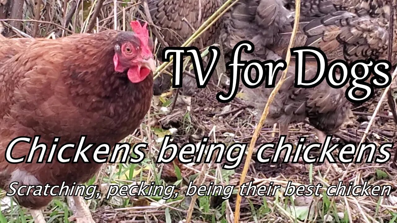 Dog TV - chickens kicking, scratching and just being chickens.