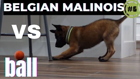 Belgian Malinois Puppy Vs Ball