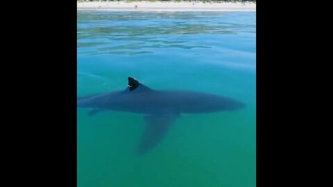 Man encountered shark while surfing on beach