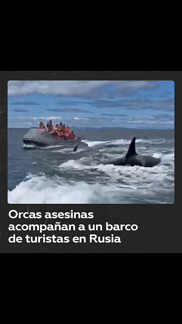 Turistas son acompañados por orcas asesinas