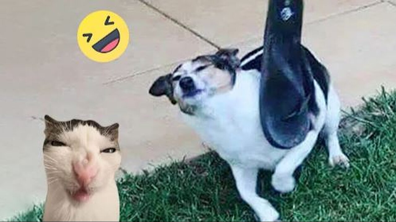 Cat and Dog Funny Video