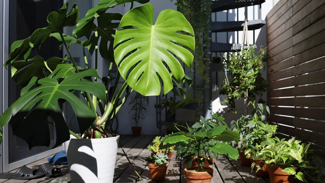 Name plants common in Tokyo homes