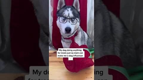 Husky does anything for treats #husky #cutedogs #dogs #pets #funnydogs #huskylife #funnyhuskyvideo