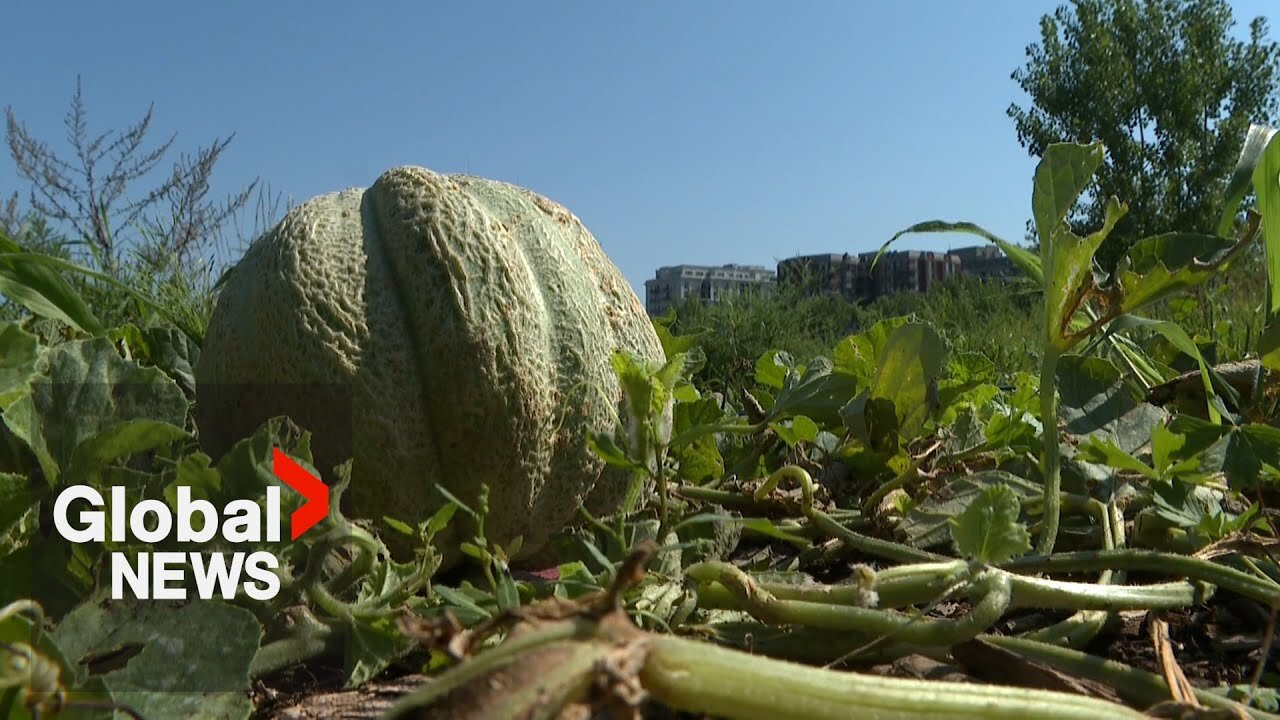 Montreal melon, once thought to be extinct, makes a comeback