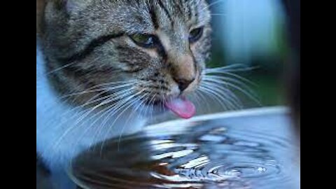 cat drink water from my cup