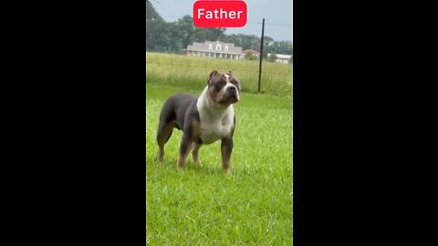 Dog funny video