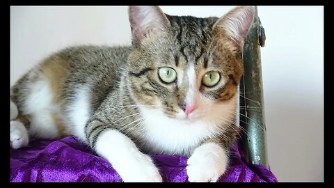 Cat Photography