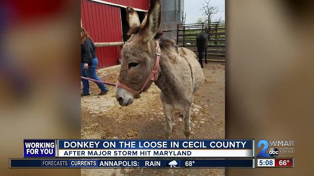 Donkey on the loose in Cecil County