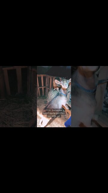 POV: Someone hasn’t quite got her sea legs #shorts