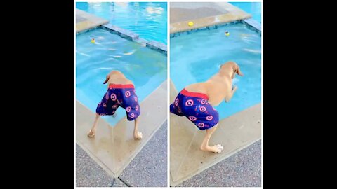 Dog Enjoying The Day By The Pool.