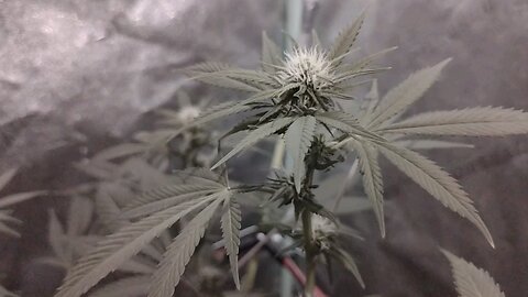 Cannabis medicine Lime Propane#1 and City Snow #1