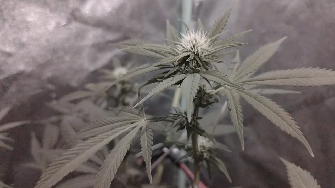 Cannabis medicine Lime Propane#1 and City Snow #1