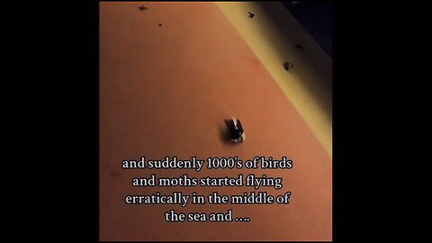 Birds Fall Dead From the Sky Onto Cruise Ship Ported out of Tampa!