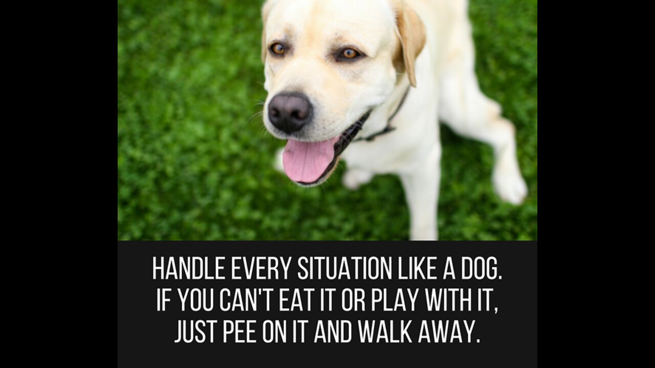 Cut Dogs Funny Video 😀🤣😀 cute puppy videos cute animal videos funny