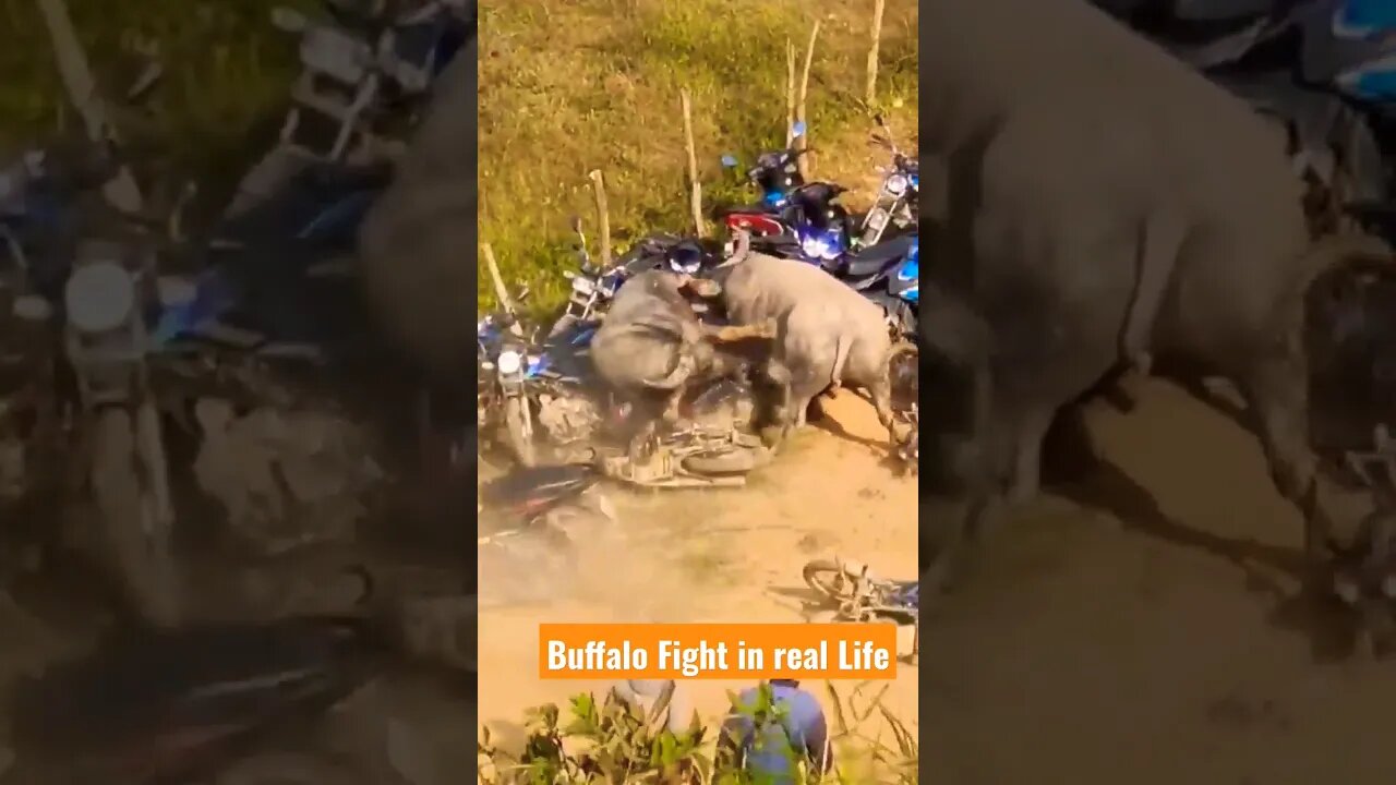 Buffalo fight in real Life #razimaruyama#buffalo #buffalobills#buffalovideo #wildanimals