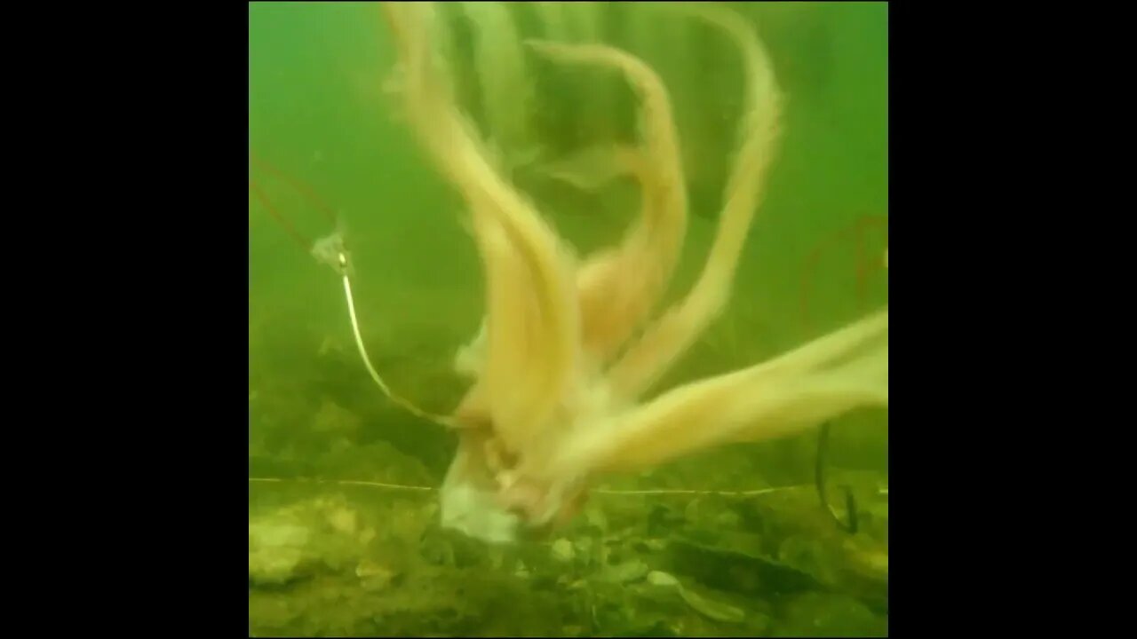 puffer fish and Toadfish