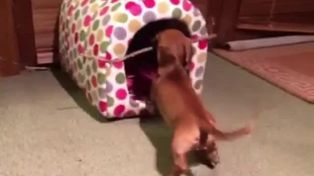 Mini Dachshund can't get stick into dog bed