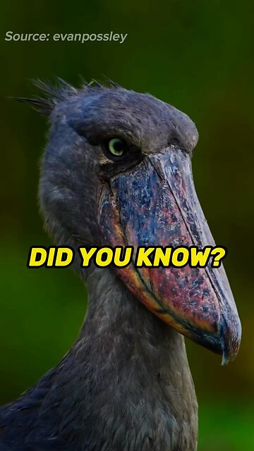 To Bill A Mogging Bird