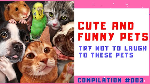 Most Cute And Funny Pets | Impossible Not Laught - Compilation #3