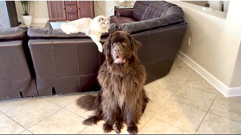 Ragdoll Playfully Harasses Tolerant Newfie And Cavalier