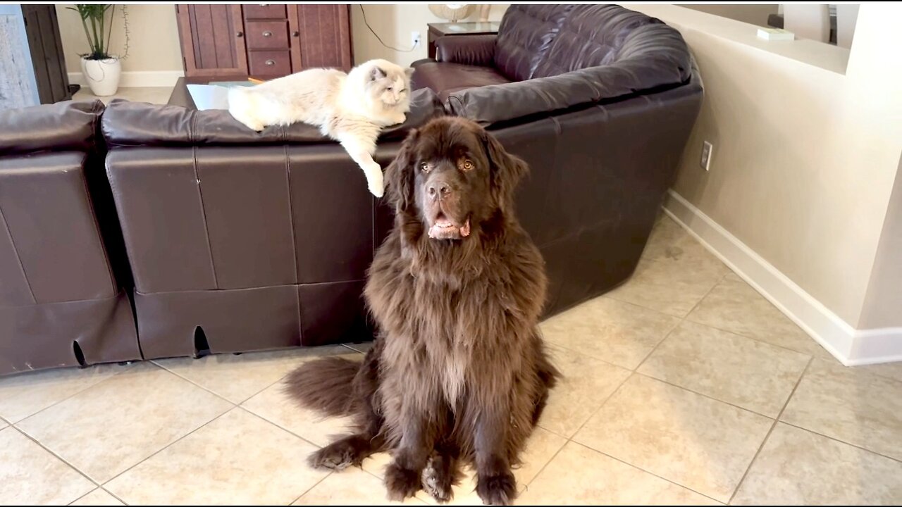 Ragdoll Playfully Harasses Tolerant Newfie And Cavalier