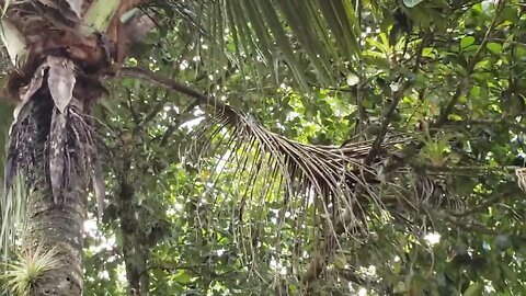 Maritacas, Jandaias e outros pássaros em Itariri