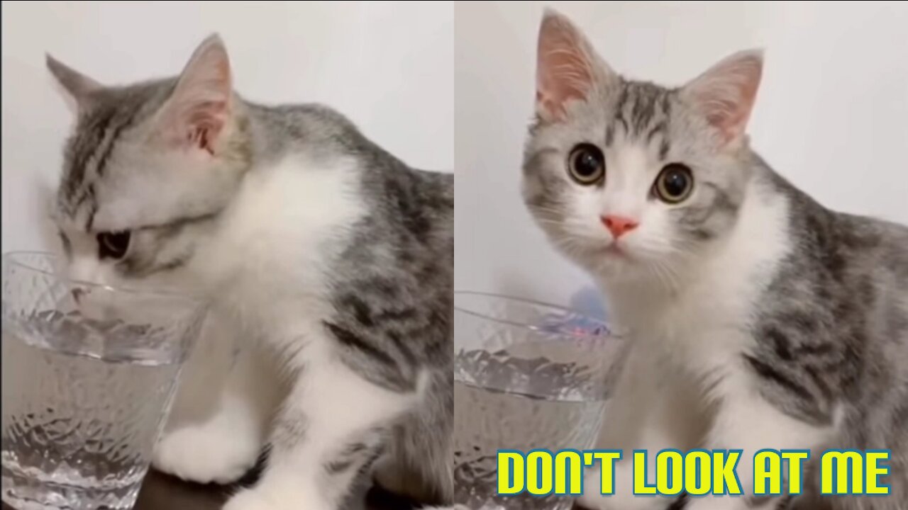 Why you look at me Human!