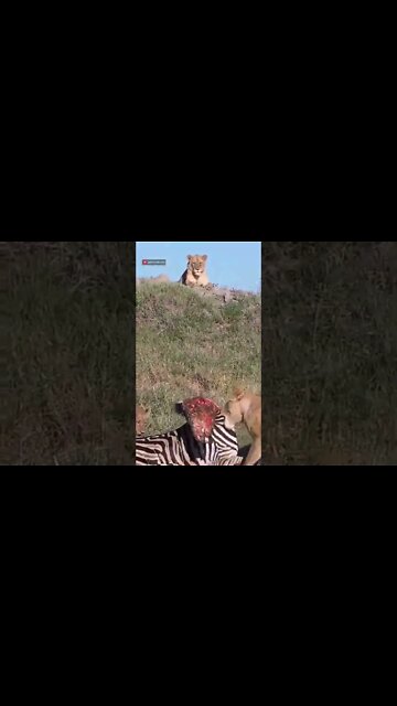 Powerful Lioness Moves A Zebra Carcass #shorts