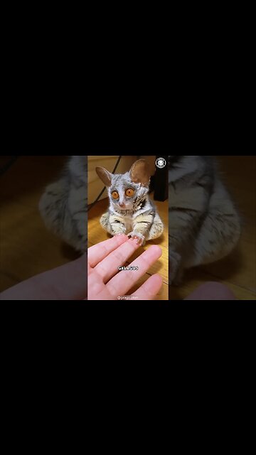 Galago 🌙 The Primate with Super Senses!