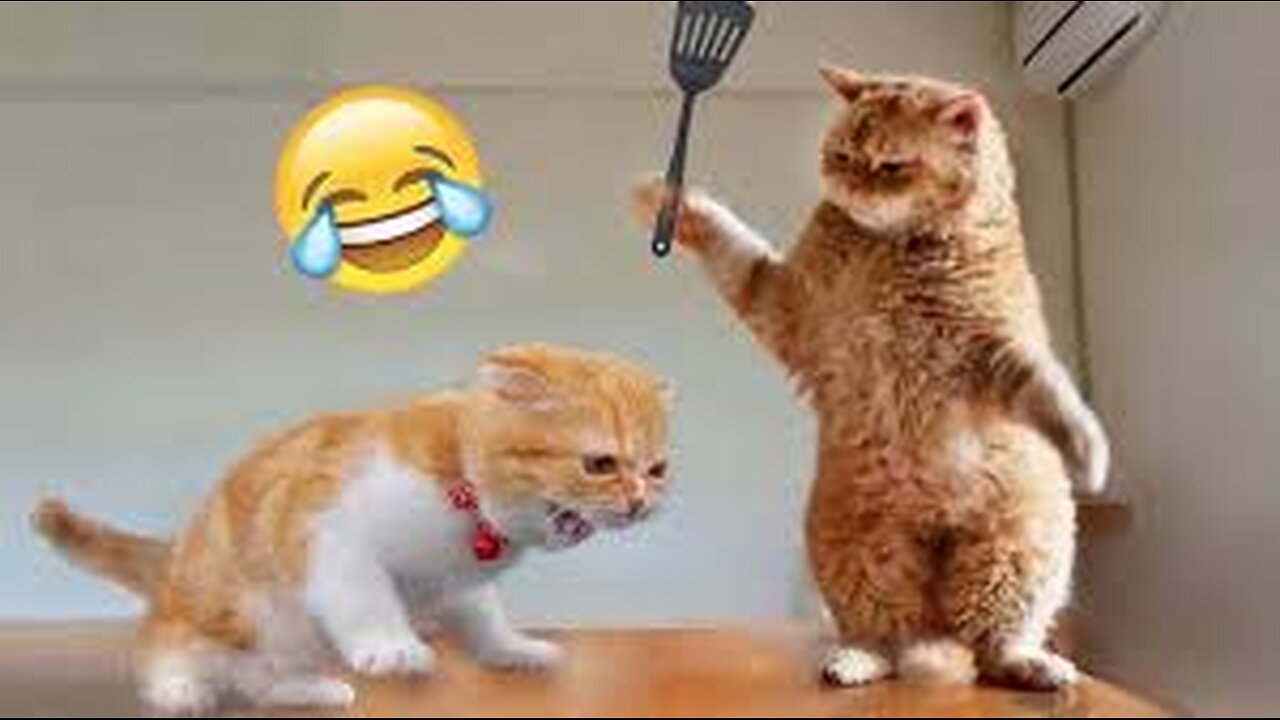 Funny animals / Part 13 😂 #pet #cat #dog #cute #animals #foryou #typ