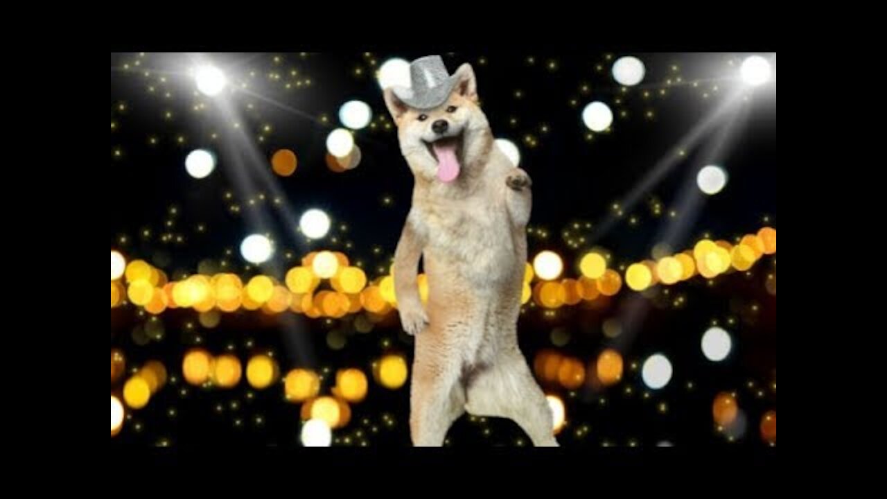 Most funny dog dancing videos compilation 2016/ Dog trained