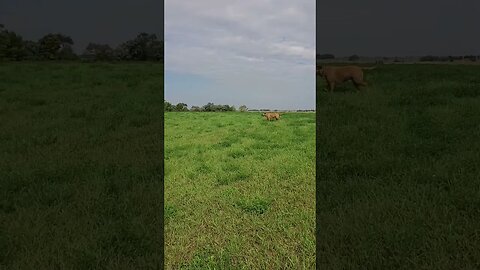 roaming on the prairie with doggo #dog #doggo #dogshorts