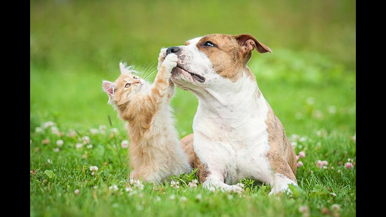 Cats vs. Dogs - Who Reigns Supreme?