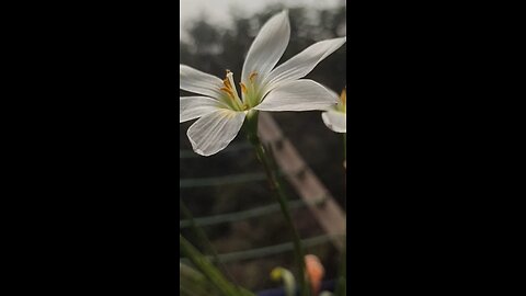 white beauty